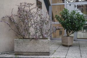 Plantes d’ornement — image 1