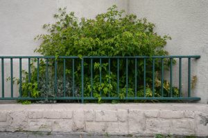 Plantes d’ornement — image 2