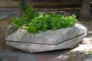 Plantes d’ornement — image 3