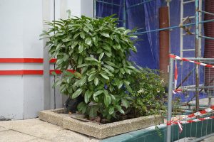 Plantes d’ornement — image 4