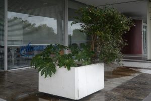 Plantes d’ornement — image 5