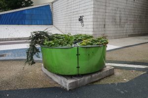Plantes d’ornement — image 7