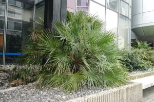 Plantes d’ornement — image 8