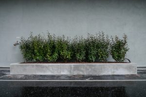 Plantes d’ornement — image 9
