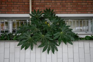 Plantes d’ornement — image 10
