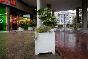 Plantes d’ornement — image 11