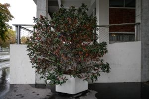 Plantes d’ornement — image 12