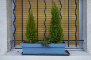 Plantes d’ornement — image 15
