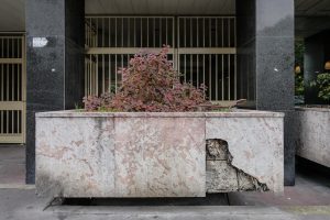 Plantes d’ornement — image 16