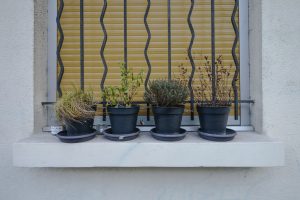 Plantes d’ornement — image 17