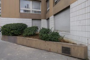 Plantes d’ornement — image 18