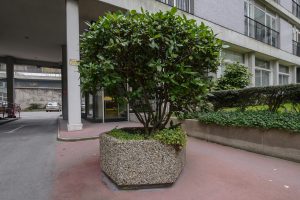 Plantes d’ornement — image 19