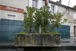Plantes d’ornement — image 20