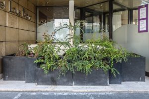 Plantes d’ornement — image 21