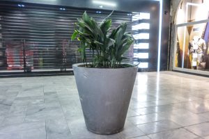 Plantes d’ornement — image 22