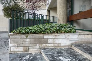 Plantes d’ornement — image 23