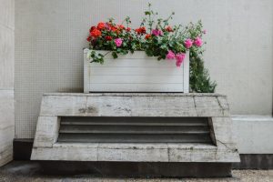 Plantes d’ornement — image 24