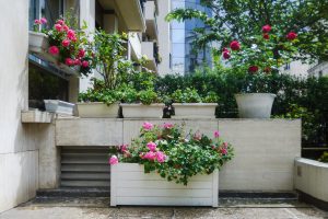 Plantes d’ornement — image 25