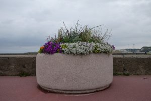Plantes d’ornement — image 29