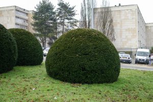 Plantes d’ornement — image 31