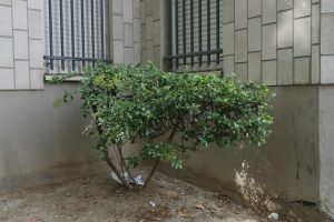 Plantes d’ornement — image 32