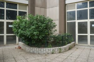 Plantes d’ornement — image 33