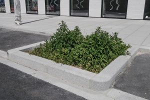 Plantes d’ornement — image 34