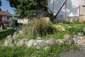 Plantes d’ornement — image 35