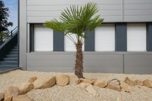 Plantes d’ornement — image 36