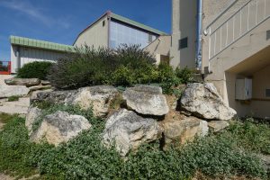 Plantes d’ornement — image 37