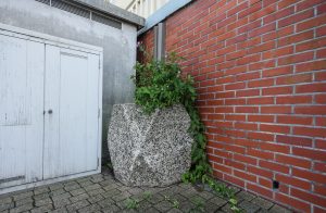 Plantes d’ornement — image 38