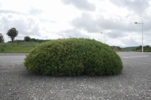 Plantes d’ornement — image 39