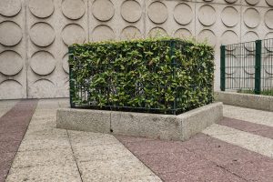 Plantes d’ornement — image 40