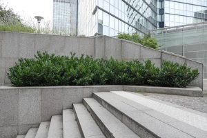 Plantes d’ornement — image 41