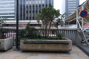 Plantes d’ornement — image 42