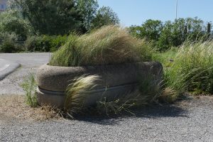 Plantes d’ornement — image 43