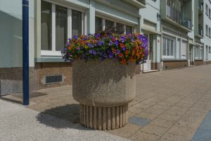 Plantes d’ornement — image 44