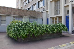Plantes d’ornement — image 46