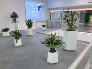Plantes d’ornement — image 47