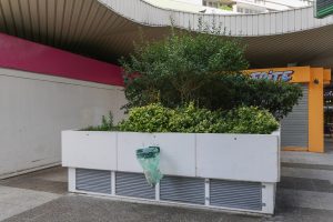 Plantes d’ornement — image 48