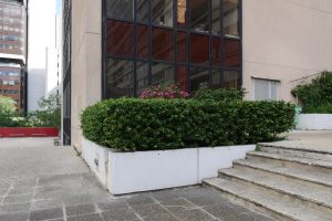 Plantes d’ornement — image 49