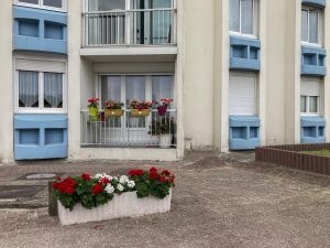 Plantes d’ornement — image 50