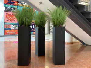 Plantes d’ornement — image 51
