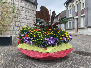Plantes d’ornement — image 52