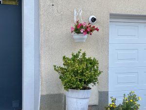 Plantes d’ornement — image 53