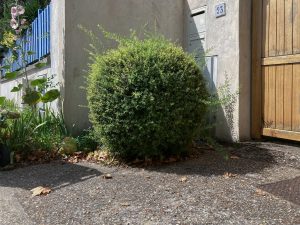 Plantes d’ornement — image 54