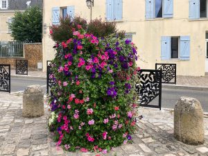 Plantes d’ornement — image 55