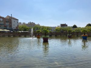 Plantes d’ornement — image 56