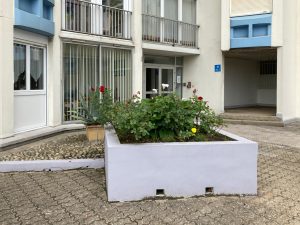 Plantes d’ornement — image 59