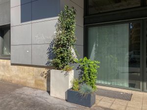 Plantes d’ornement — image 60